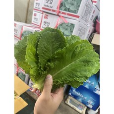 잎 로메인 아삭아삭 싱싱 상추 모듬쌈채소 1kg, 로메인 1box(1.8kg~2kg)