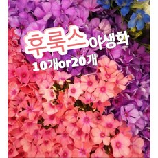 후룩스꽃 10개 20개/여름꽃 너무 깨끗하고 예쁜 화이트톤의 후룩스