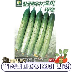 흑침오이