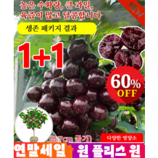 체리fruttitaco TOP01