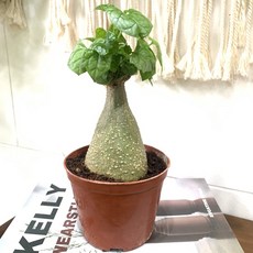 괴근식물