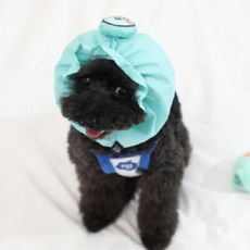 강아지방수스누드