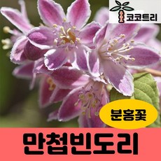 신품종 만첩빈도리 (말발도리), 분홍꽃 9cm 포트