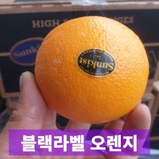 일등농수산 초특가 프리미엄 블랙라벨 오렌지, 1개, 20개입(6.1kg내외) 대과
