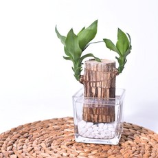 수경재배식물 행운목키우기 수경재배세트 수중식물 개운죽, 2.행운목+글라스(8×8cm)+흰돌, 1개