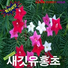 유홍초