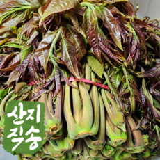 2024 국내산 부드러운 가죽나물 1kg 2kg 참죽 가죽순