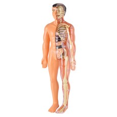 분리형 조립 인체 모델 구조 뼈 기관 3d 해골 내부 장기 의료 해부학 조기 교육, 28cm 전신모형+뼈+내장(조립 가능)