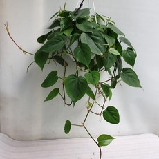 대림디움몰