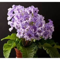 스트렙토카르푸스-﻿ds 488 크리스탈레이스