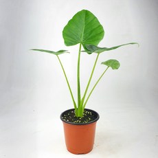 알로카시아마크로리자