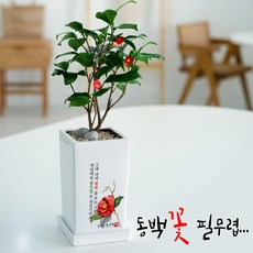 동백꽃 필무렵 좋은일이 생길거에요 축하화분, 00.디자인 없음, 1개, 동백나무