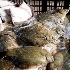 대감댁 제철 국산 봄도다리 생물 활 도다리 쑥국 횟감, 1개, 활 도다리 1kg (2~3미) 손질X