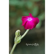 우단동자