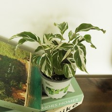 칼라데아퓨전화이트