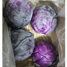 제주) 산지직송 빨간양배추 적채 적양배추 *국산, 1개, 5kg