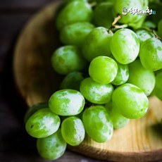 extendera8짱짱한씨오티스토