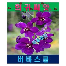 버바스쿰
