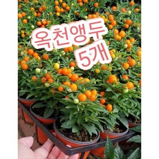 옥천앵두 5개묶음/동글동글 예쁜 열매가 정말 사랑스러운 옥천앵두, 5개