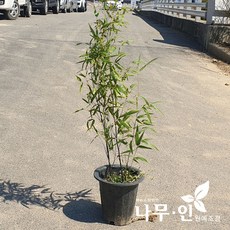 [나무인] 오죽 검은대나무 화분 키1.5m이상