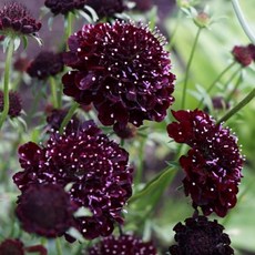 [어린모종]스카비오사(솔체꽃) : 8cm분