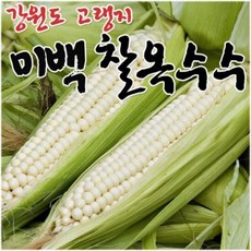 괴산대학 햇 미백 찰옥수수 20개 /특품 15cm내외 로얄크기