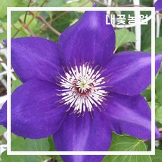 내꽃농원 클레마티스(보라색) 5치 포트