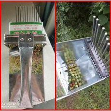 블루베리따기체험