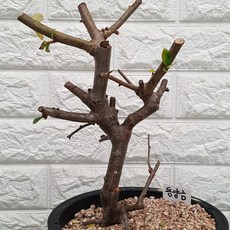 명자나무 동양금30