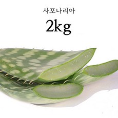 프리미엄 생알로에 베라 사포나리아 식용 알로에 알로에화분 2kg 3kg 5kg, 1박스, 사포나리아 2kg