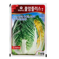 청방배추