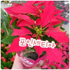 포인세티아화분