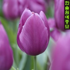 퍼플프린스
