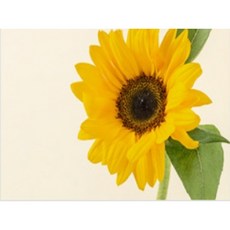 실크벽지수선