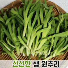 국산 국내산 신선한 맛있는 봄나물 생 원추리 500g 1kg / 원추리나물 생원추리 생원추리나물 원츄리나물 봄제철 나물무침