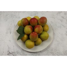 플럼코트