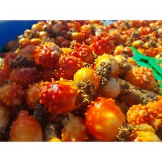 국내산 통영 냉동멍게 800g, 1개