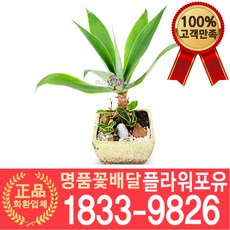 아가베아테누아타