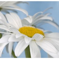 캐모마일 (Chamomile Fragrance oil)프래그런스오일, 10ml, 1개