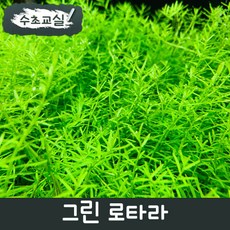 키우기쉬운열대어