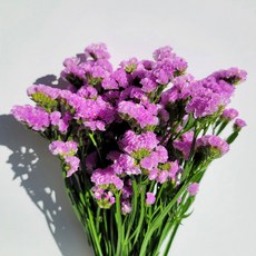 스토크생화