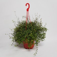 리안리스트리머플러스