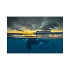 범고래일러스트