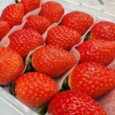 청춘팔도 무농약 설향딸기 고령 생 딸기, 2세트, 500g (상)