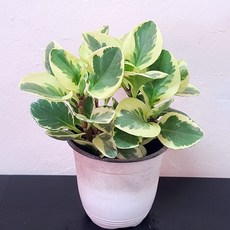 청페88