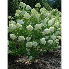 목수국라임라이트