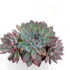 a642de92c9e5551ff6a8cabba11e5aa2336923ebfa468f229e62bc013dff.jpg