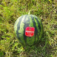 고당도 고창수박 하우스수박 노지수박 특등급 5KG 6KG 7KG 8KG, 수박4~5KG, 1개