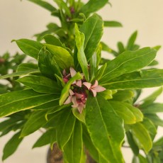 천리향키우기 추천 1등 제품