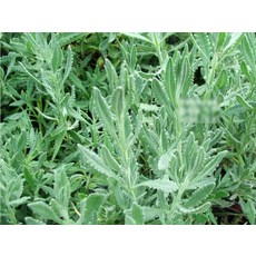 허브(Herb)/채소식물 마리노라벤더 모종 4개 (L0292)
